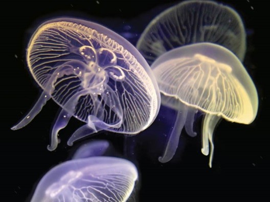 水母生命階段互動及展示