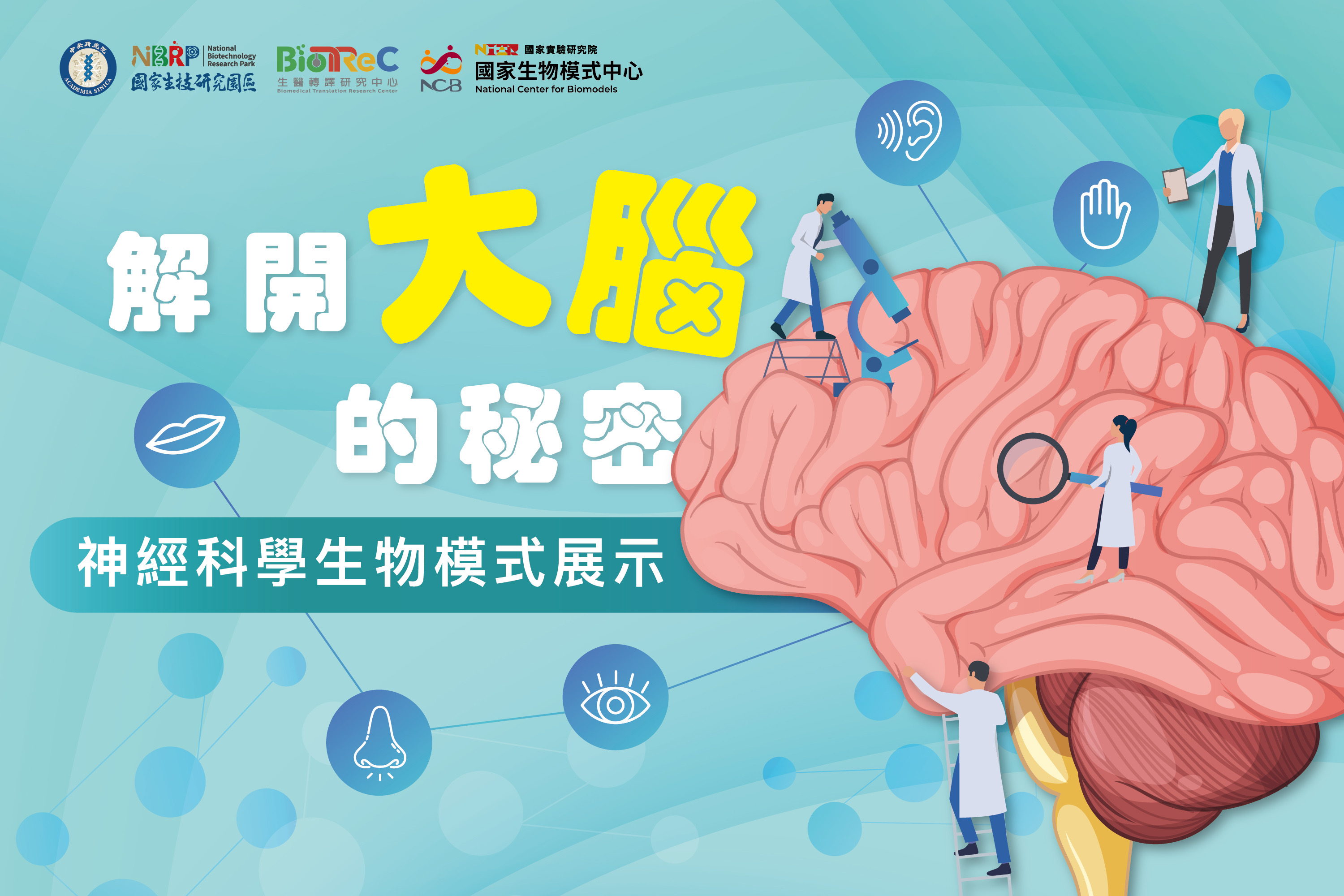 解開大腦的秘密：神經科學生物模式展示