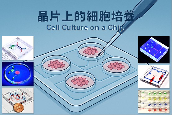 晶片上的細胞培養