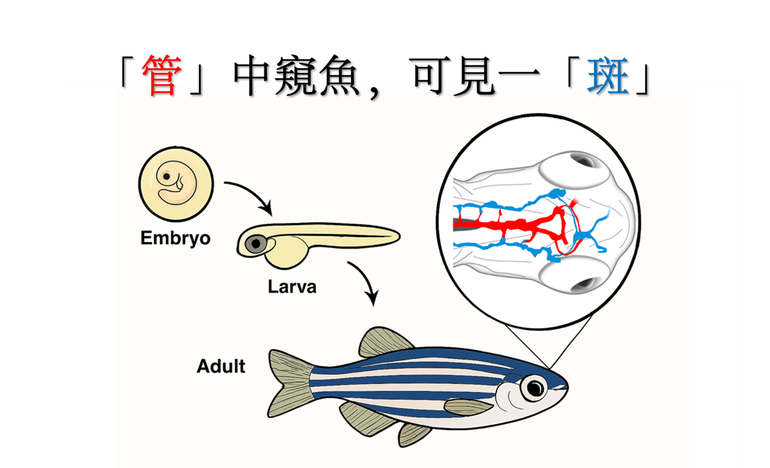 從斑馬魚揭開人類腦血管疾病的奧秘