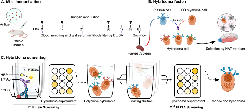 抗體特工：拯救細胞大作戰