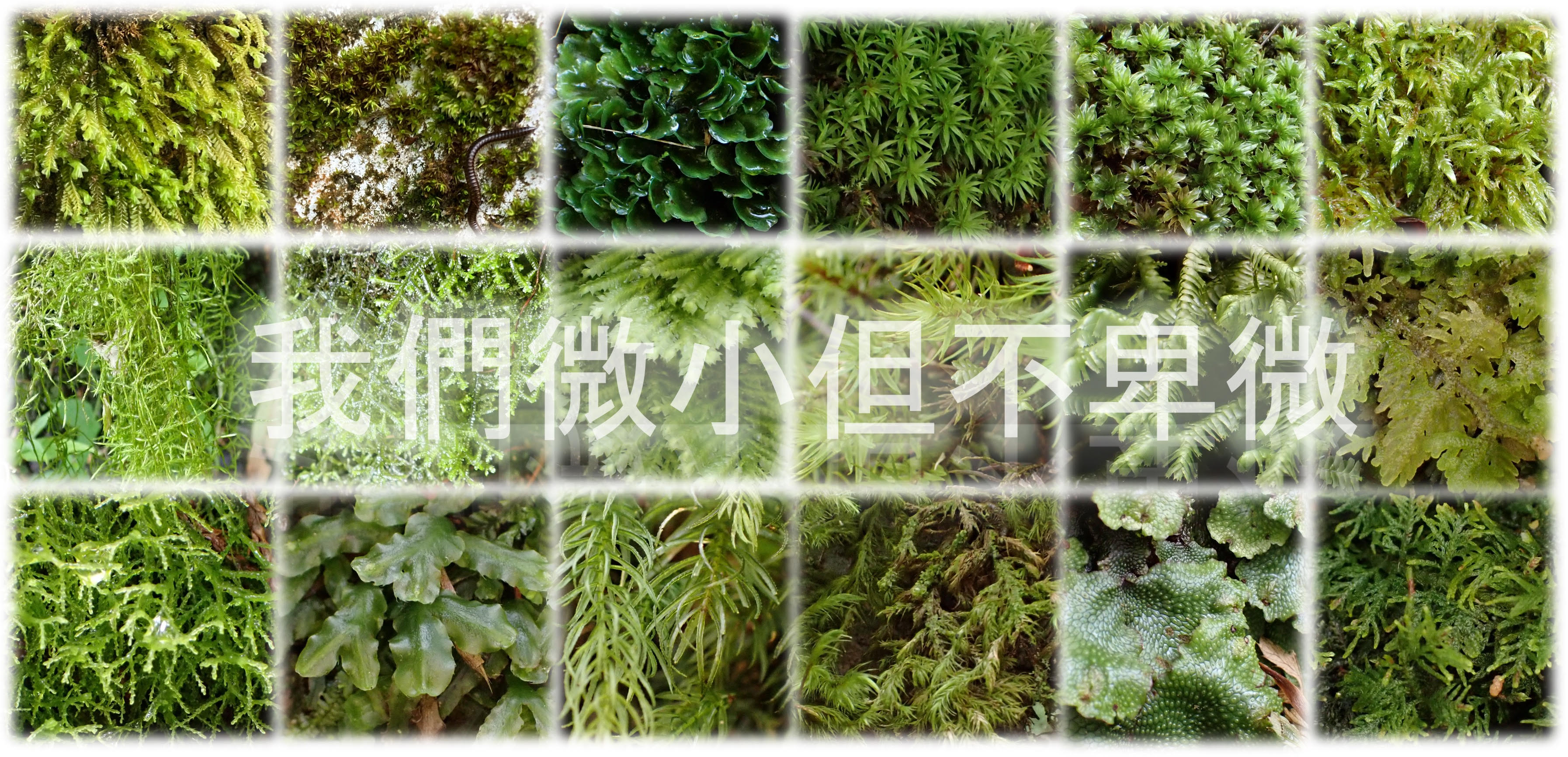 我們微小但不卑微