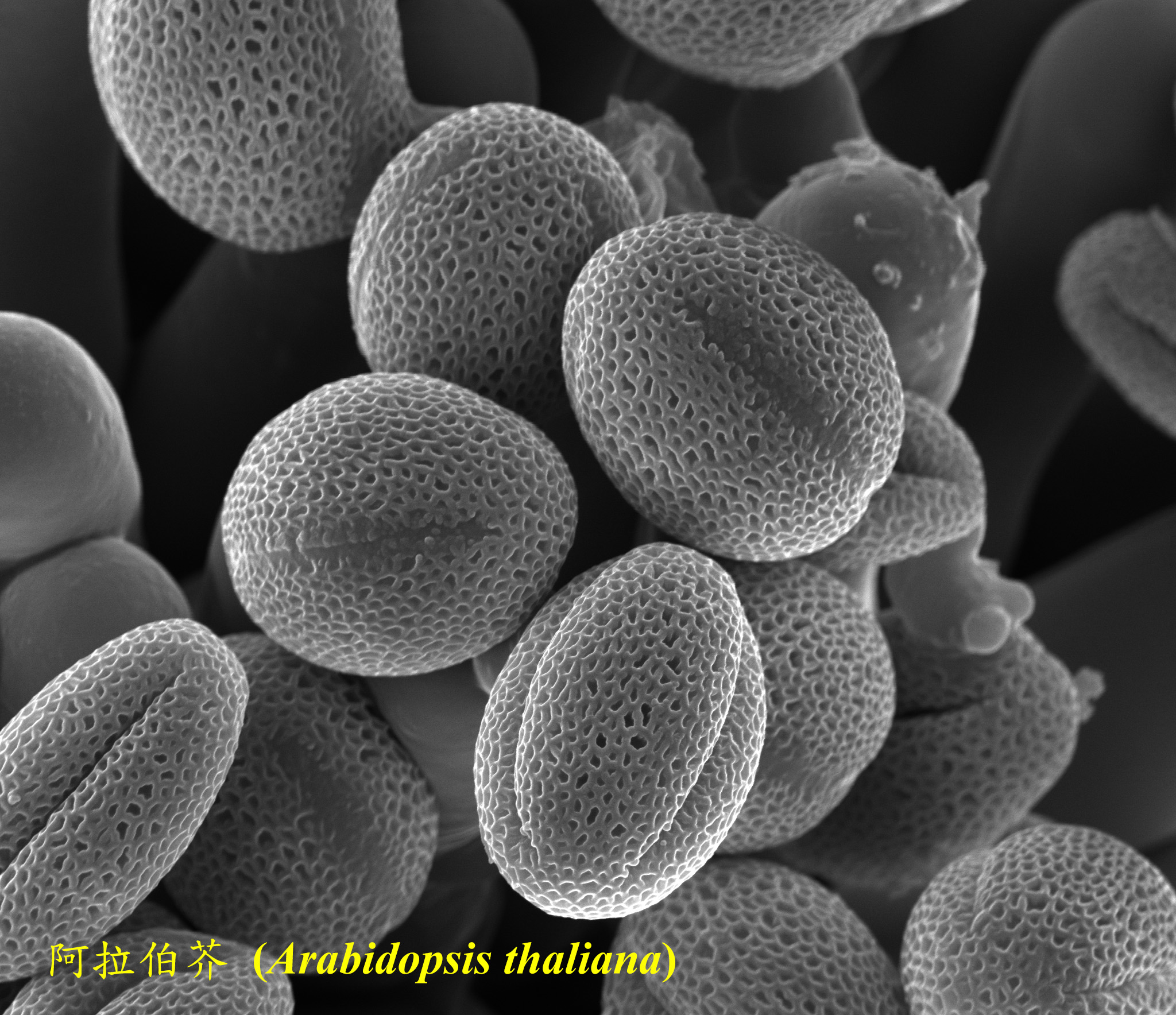 細胞生物學核心實驗室-電子顯微鏡部門 導覽解說