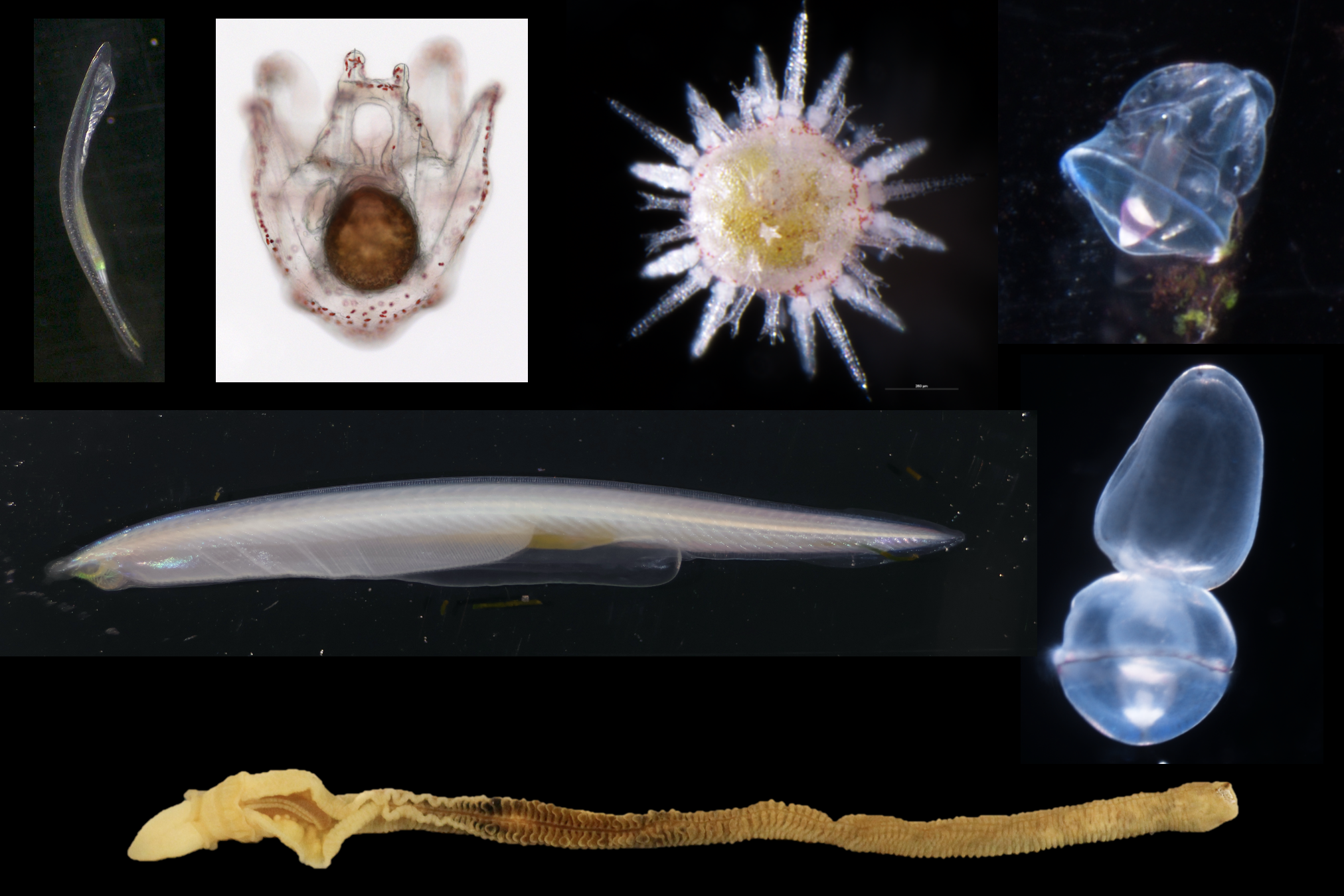 跟著無脊椎後口動物一起認識發育生物學與演化生物學