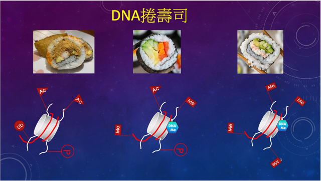 DNA 的秘密開關：細胞如何決定哪些基因要啟動