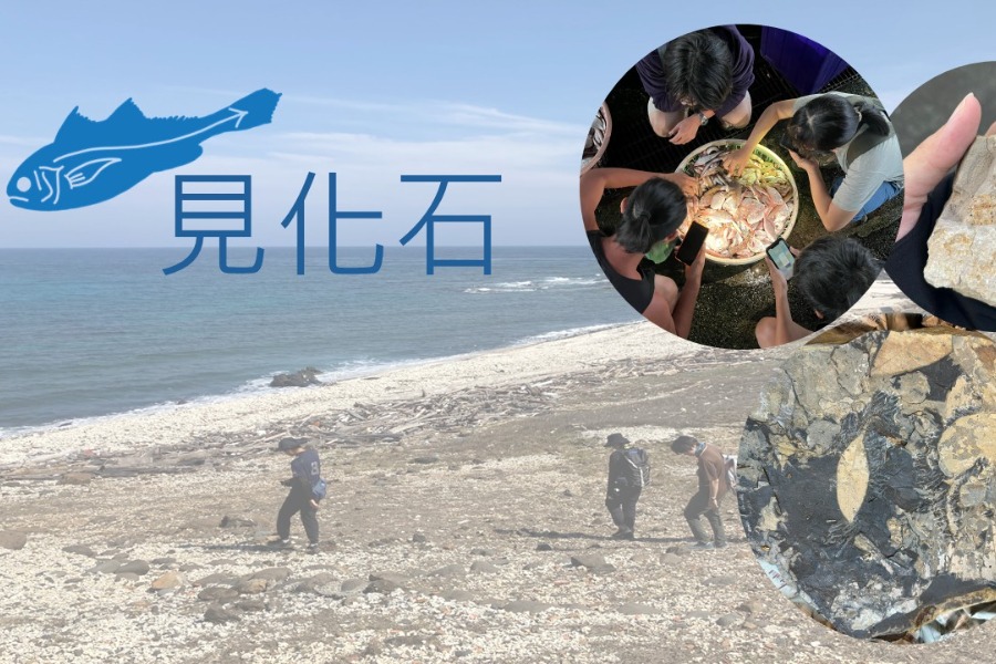 魚見化石