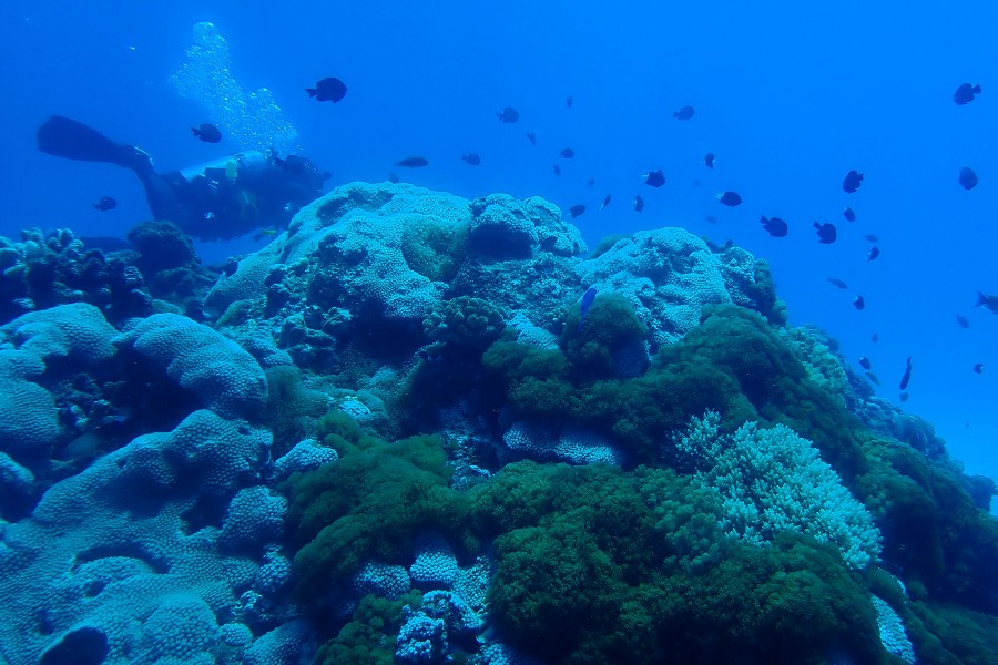 潛進研究現場：從水下研習營到綠島長期社會生態研究