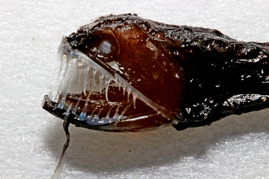 潛入深海生物的世界