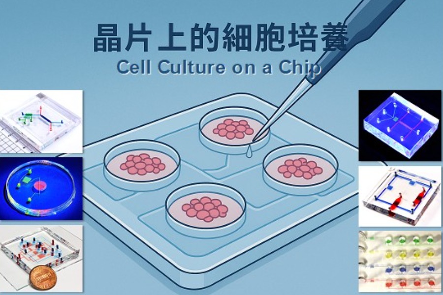 晶片上的細胞培養