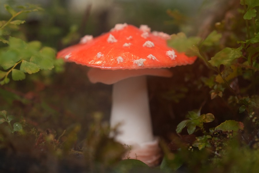 菇凡圓影必傘菌？