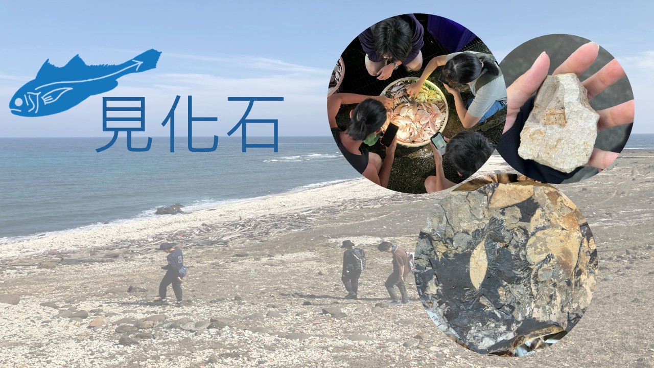魚見化石