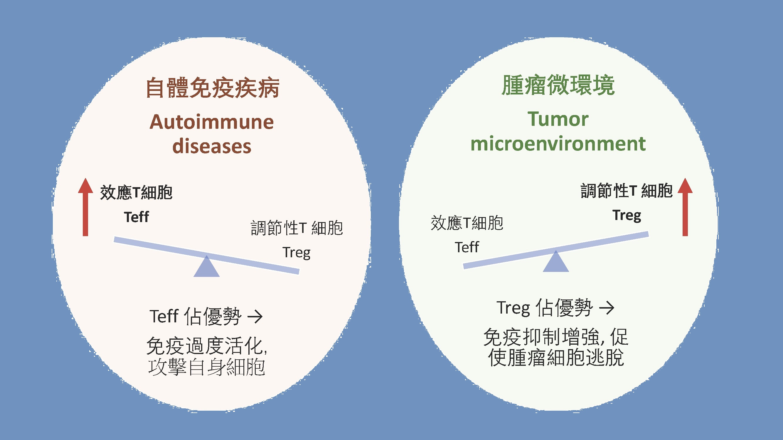 維持免疫系統的天秤