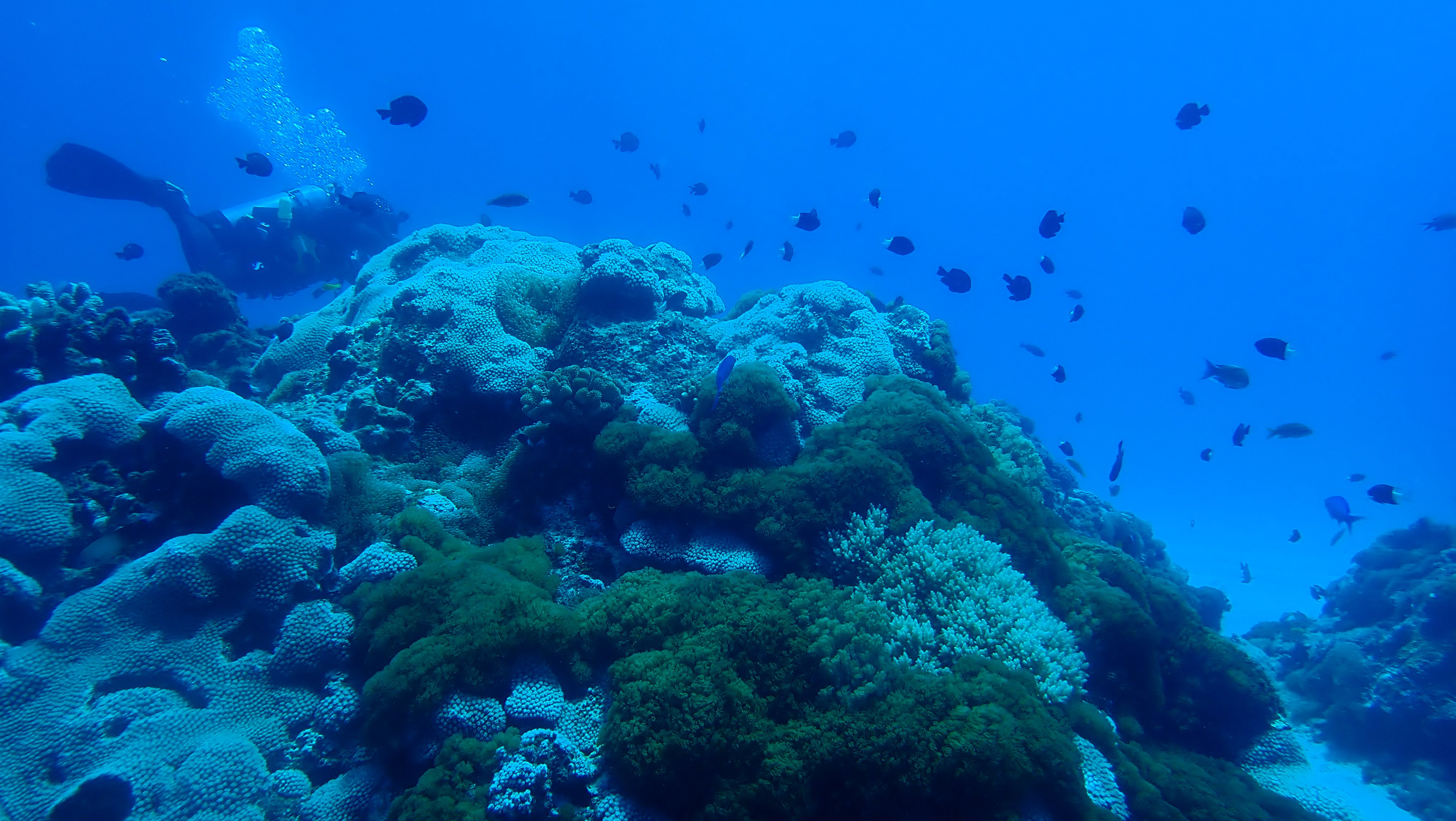 潛進研究現場：從水下研習營到綠島長期社會生態研究