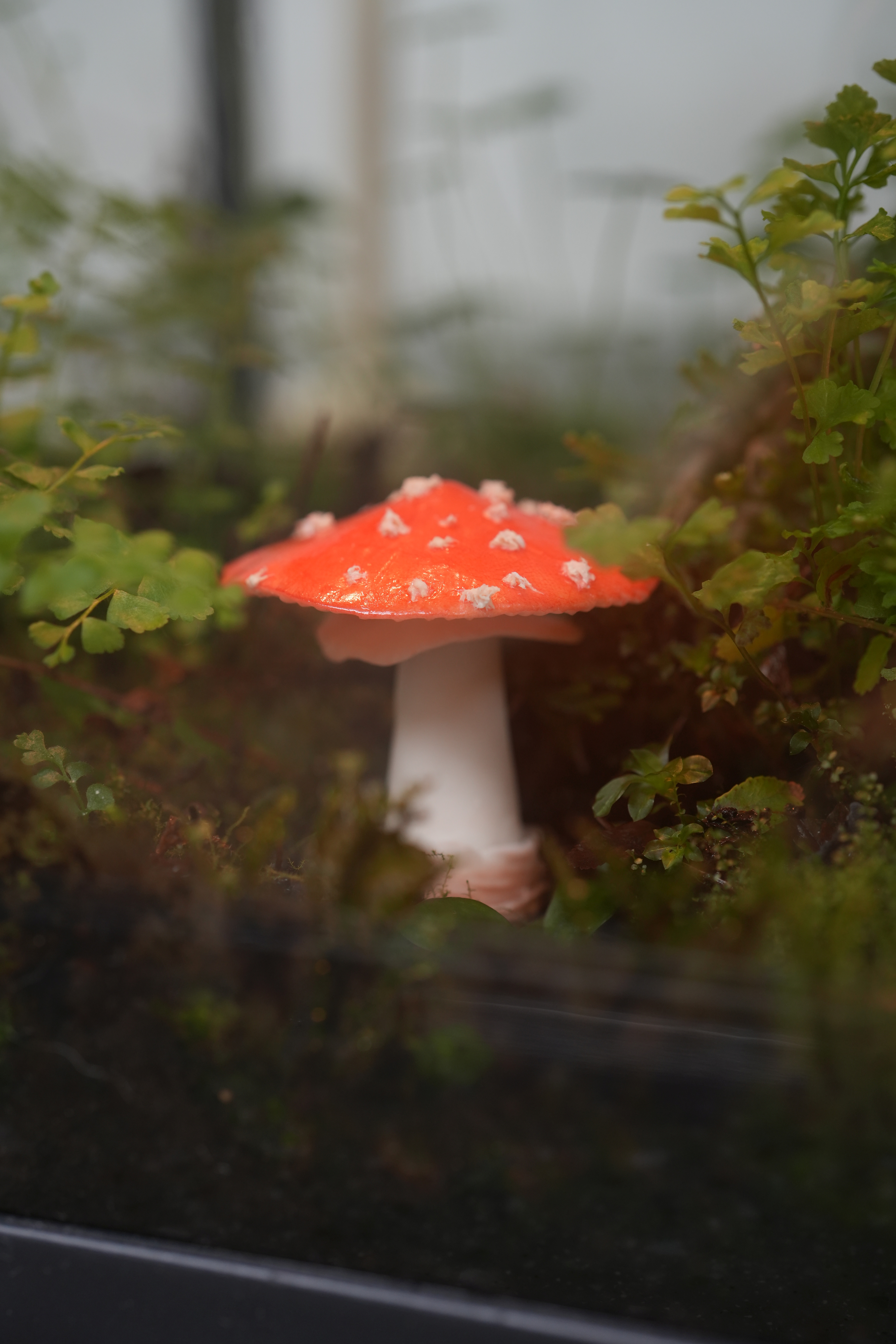 菇凡圓影必傘菌？