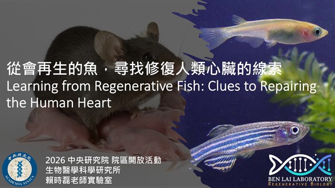 從會再生的魚，尋找修復人類心臟的線索