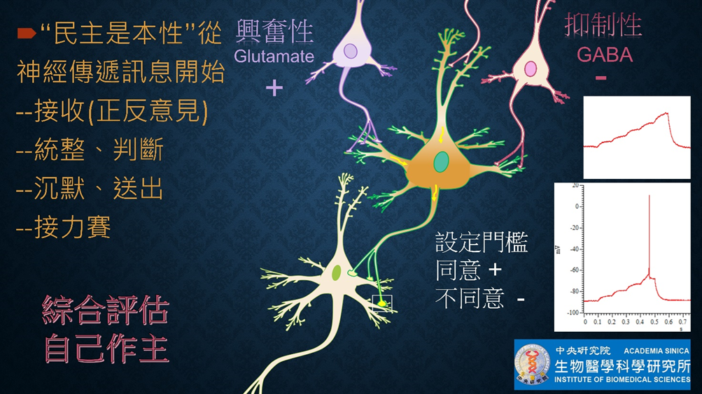 ”民主是本性”從神經傳遞訊息開始